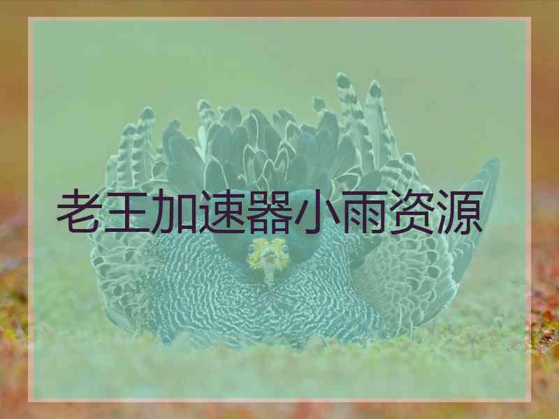老王加速器小雨资源